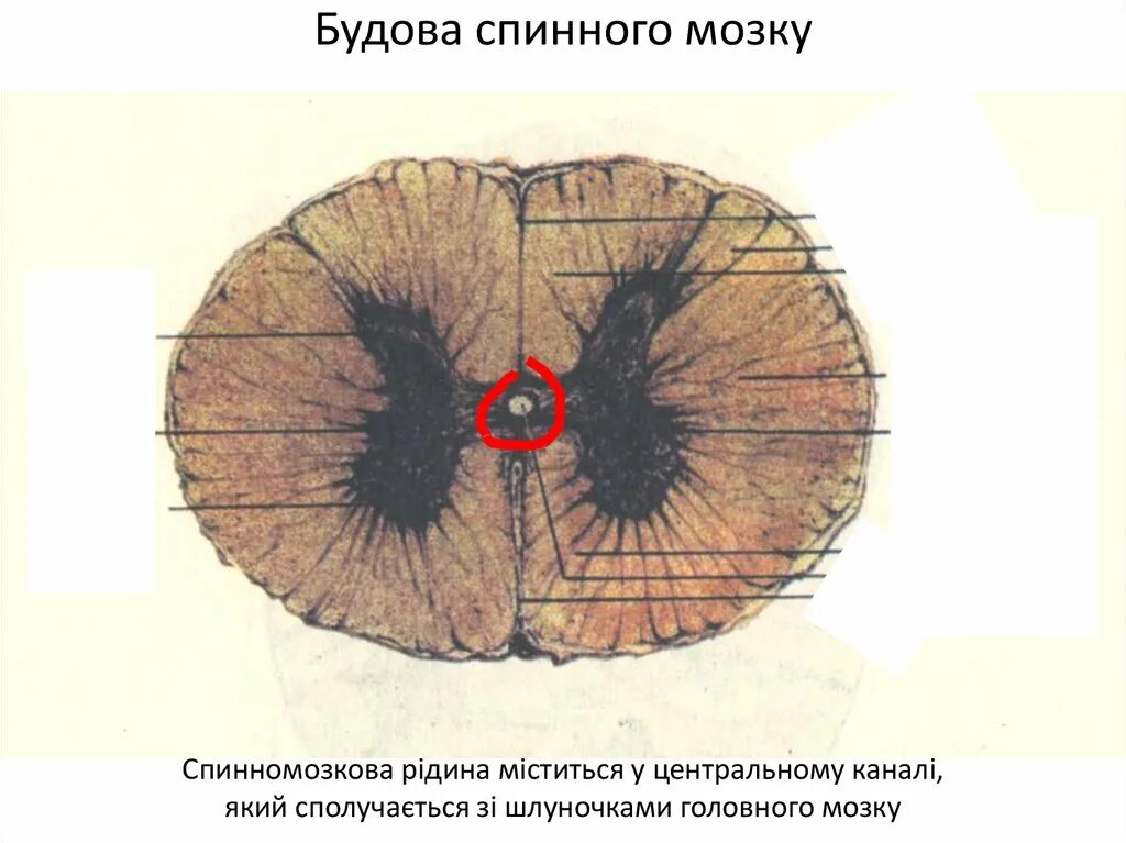 Серое и белое вещество спинного мозга. Строение белого вещества спинного мозга. Белое вещество спинного мозга образует задние рога. Белое вещество спинного мозга образует задние рога. Строение спинного мозга человека.