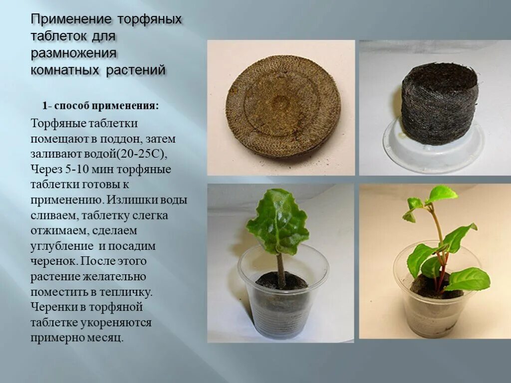 Растения которым для размножения не нужна вода