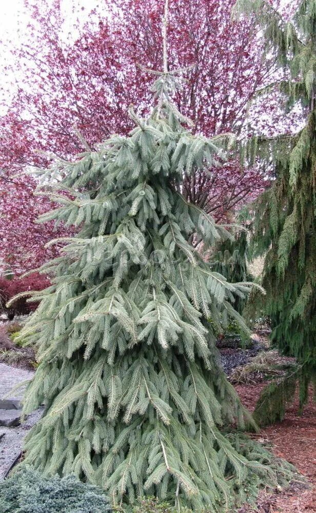 Ель колючая глаука пендула. Picea engelmannii 'bush lace'. Ель энгельмана буш лейс. Picea engelmannii 'bush lace'. Ель буш лейс.