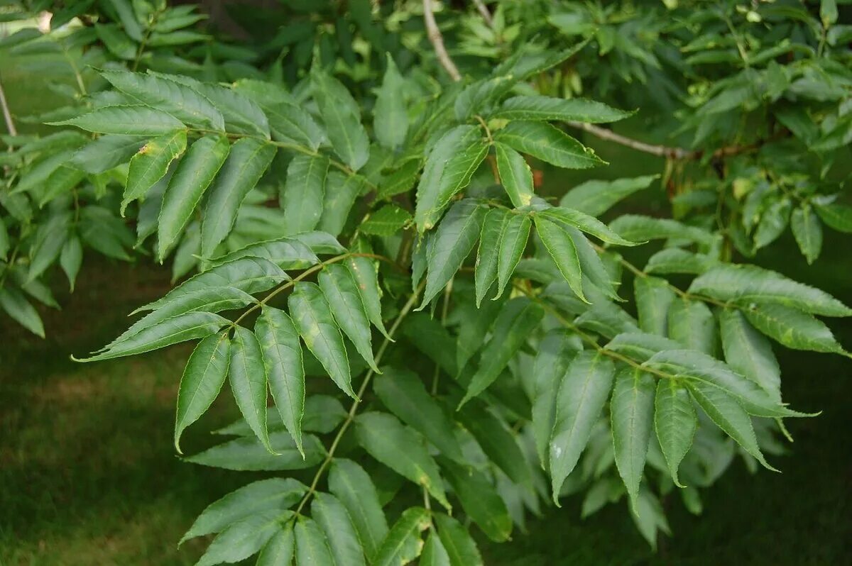 Эхо ясен. "Ясень обыкновенный (Fraxinus Exсelsior. Fraxinus Excelsior дерево. Ясень ланцетный. Ясень обыкновенный Fraxinus Excelsior семена.