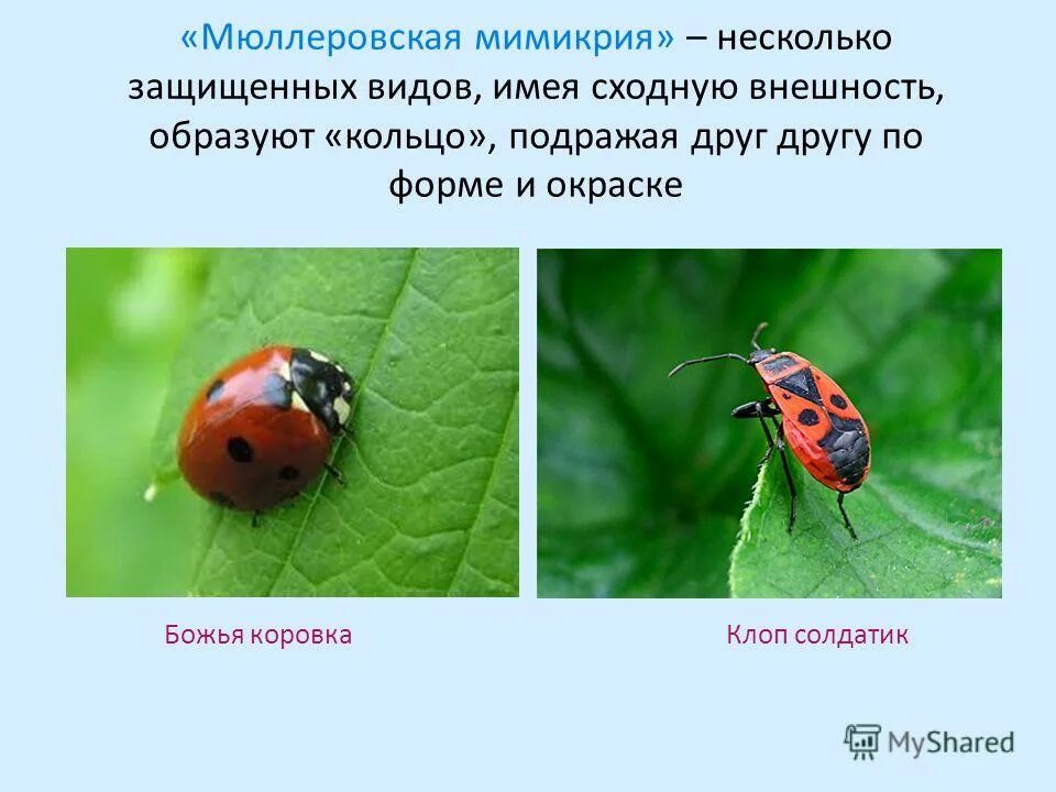 Приведите примеры бейтсовской и мюллеровской мимикрии. Мимикрия мюллера. Мимикрия мюллера. Бейтсовская и мюллеровская мимикрия. Мимикрия мюллера.