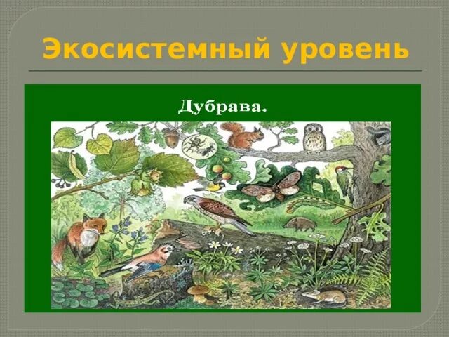 Биоценоз. Сообщество биоценоз. Биоценоз Дубравы. Биоценоз микроорганизмов. 1 биоценозом называют