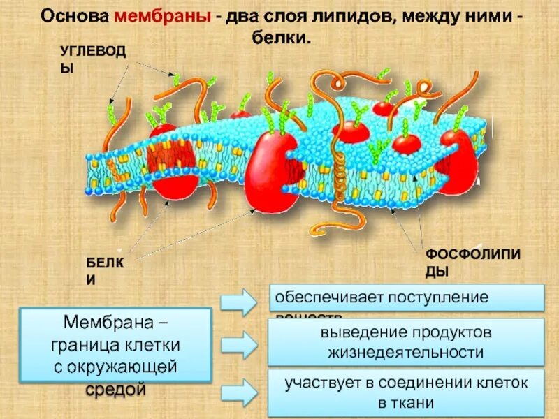 Основой мембран клеток. Мембрана. Границей клетки с окружающей средой является. Структурные единицы клеточной мембраны. 2 Мембраны.