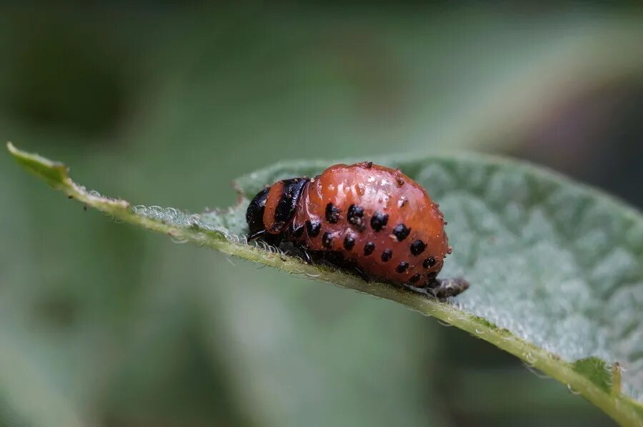 Личинки колорадских жуков фото File:Coccinella septempunctata lifecycle A 08 pupa and  Wikimed