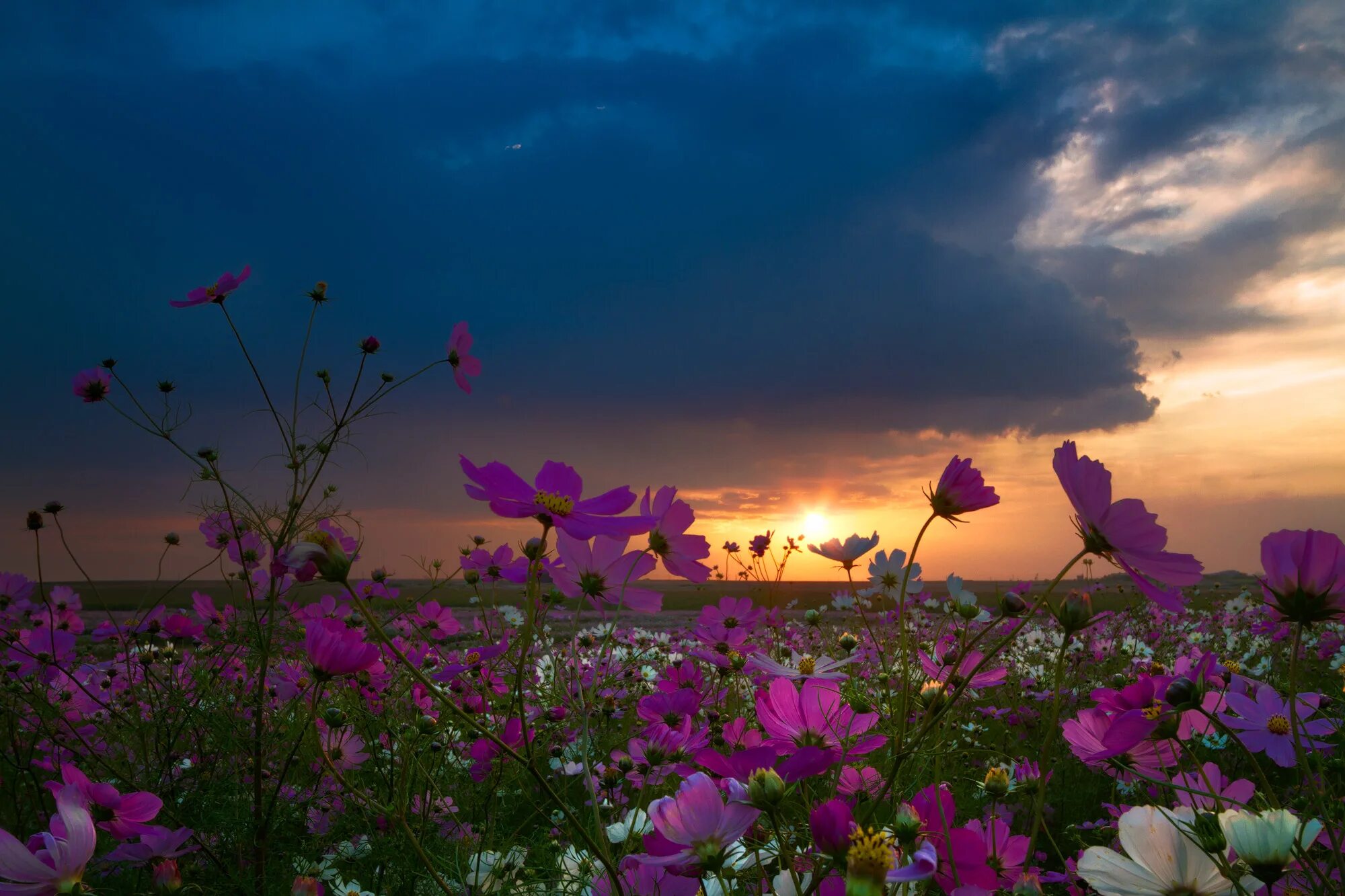 Flower sunset. Цветы и небо. Цветы на закате. Цветы и солнце. Цветы на фоне заката.