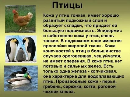 Кожа птиц выберите ответ