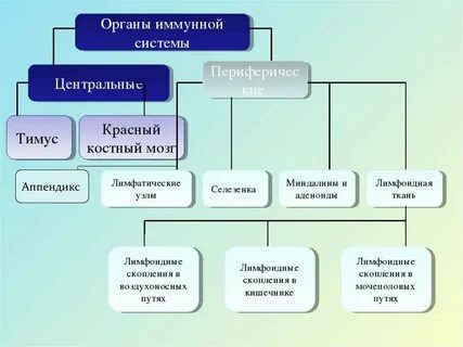 Строение иммунной системы центральные и периферические органы