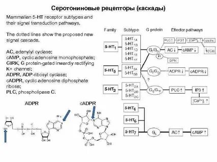 Рецептор 5