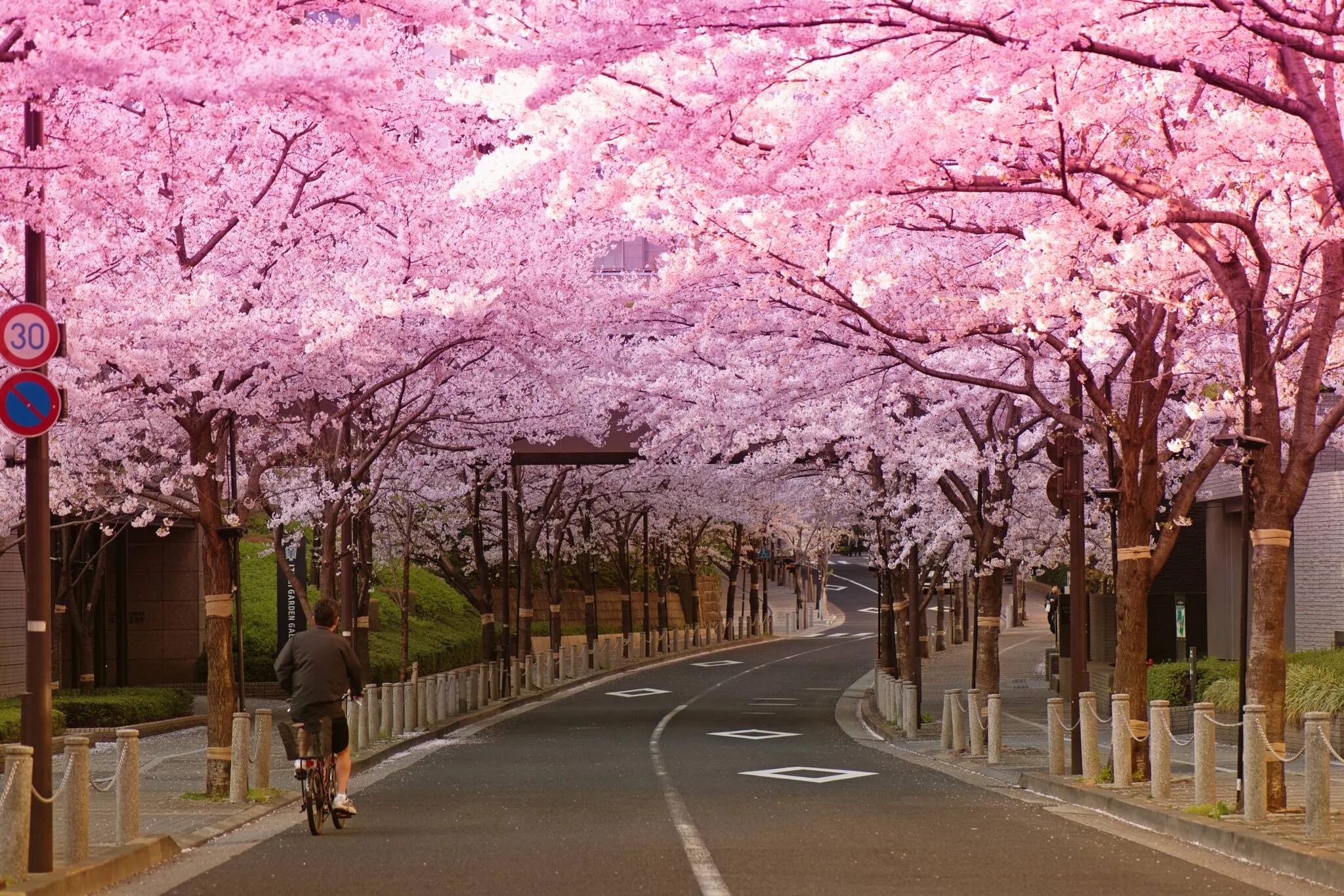 Yellow spring road япония. Сакура в Сеуле 2020. Йокогама Япония цветение Сакуры. Цветение Сакуры в Йокогаме. Парк Инокасира Токио.