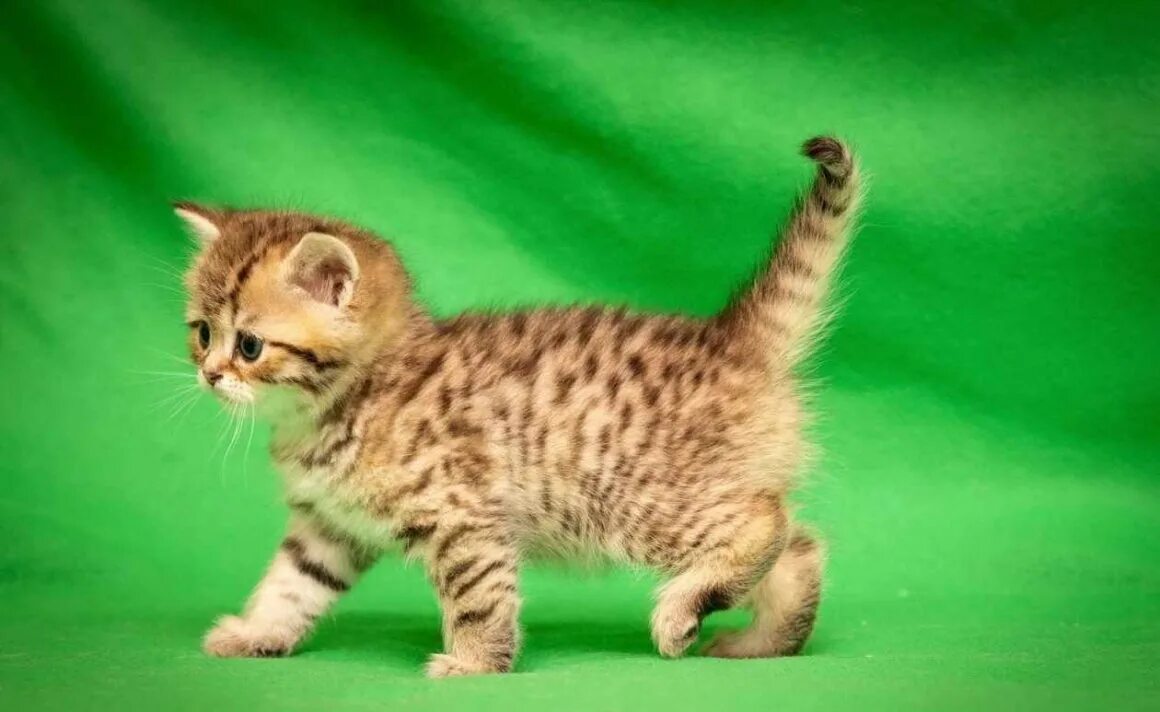Котики разных видов