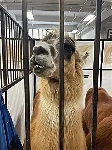 Детский лагерь иваново ломы. Ламы лагерь. Детский лагерь иваново ломы. Животные чили фото. Детский лагерь ломы ивановская область.