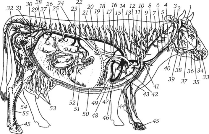 Кровеносная система коровы анатомия. Анатомия лимфатическая система КРС. Кровеносная система анатомия КРС. Артерии и вены животных