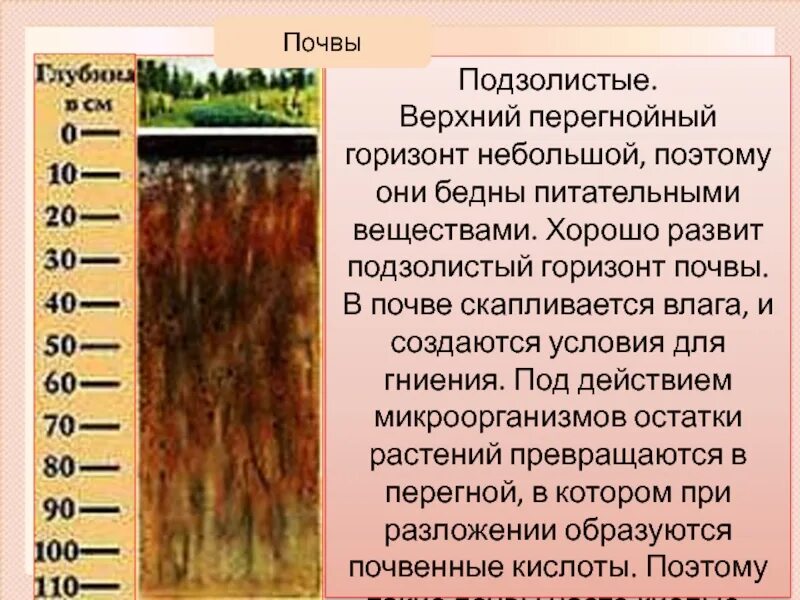 Серые бурые лесные почвы природная зона. Горизонты почвы. Почвенный Горизонт. Почвенные горизонты в хвойных лесах. Почвы природных зон.