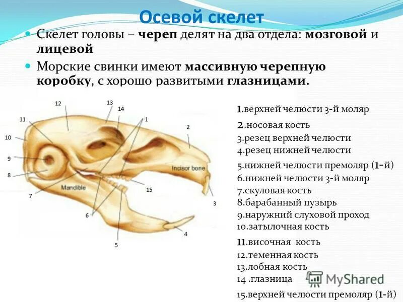 строение морской свинки самца. строение джунгарского хомяка скелет. строение скелета морской свинки. анатомия морской свинки самец. анатомия морской свинки скелет.