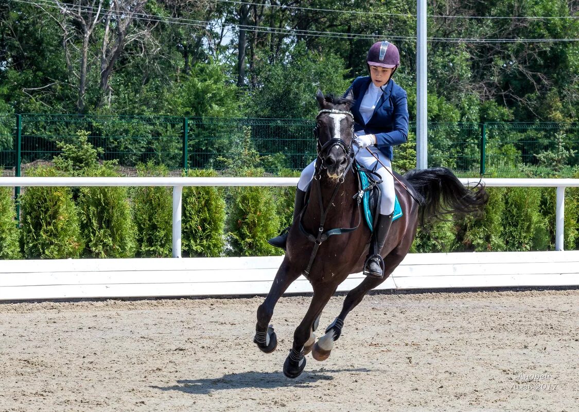 Кск 15. Голден Хорс Таганрог. Golden Horse Таганрог. Конно-спортивный клуб Таганрог Голден. КСК Голден Хорс Томск.