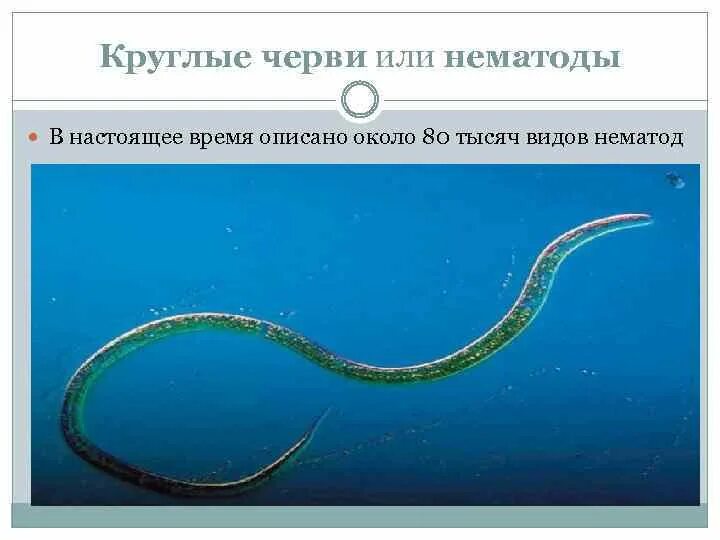 Круглые черви примеры названия. Свободноживущие нематоды (Nematoda).. Свободноживущие круглые черви представители. Представители круглых червей. Круглые черви нематоды представители.