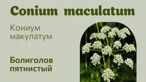 Кониум отзывы