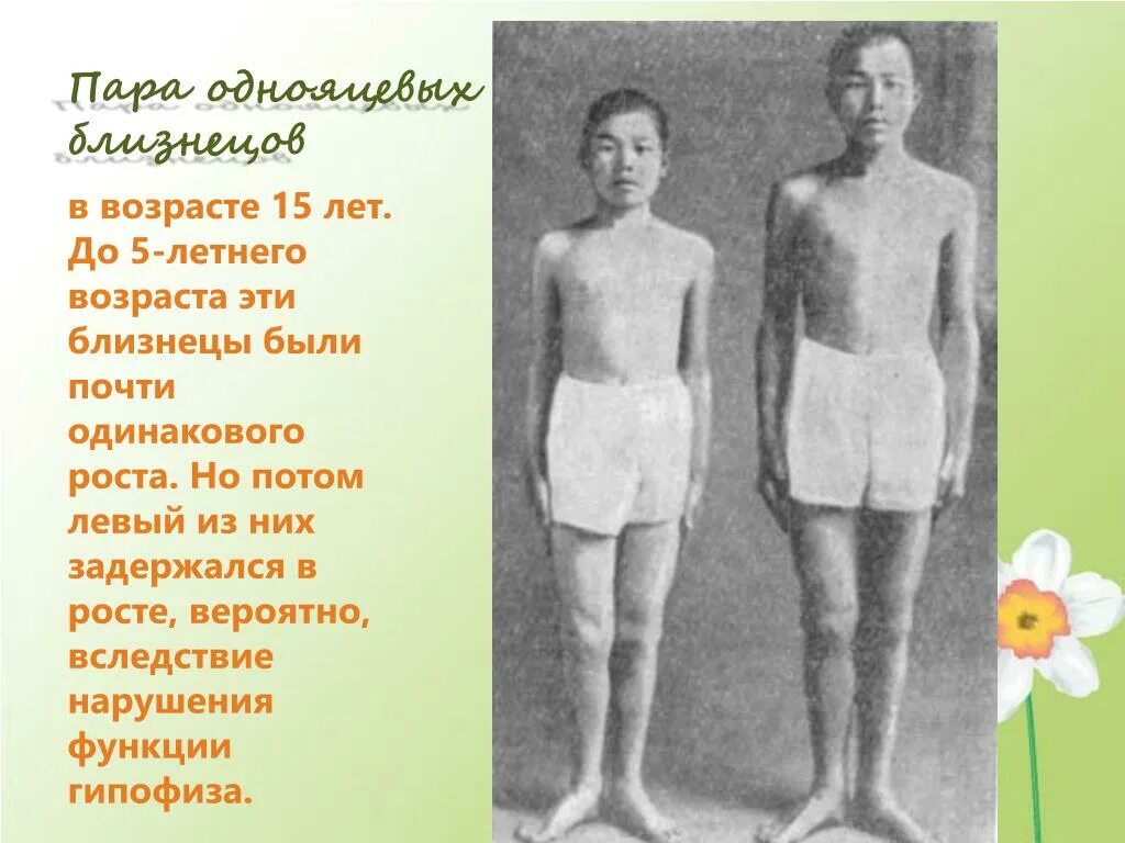 Могут ли быть разные. Близнецы разного роста. могут ли близнецы быть разного роста. могут ли двойняшки быть разного роста. презентация на тему близнецовый метод.