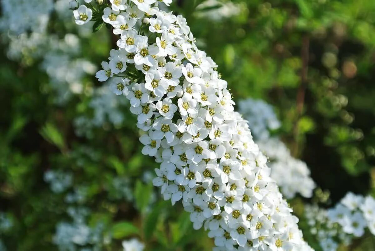 Белая цветет в мае. Спирея весеннецветущая. Спирея белоцветковая. Спирея белая. Спирея метельчатая белая.