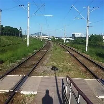 Золотушка скачки