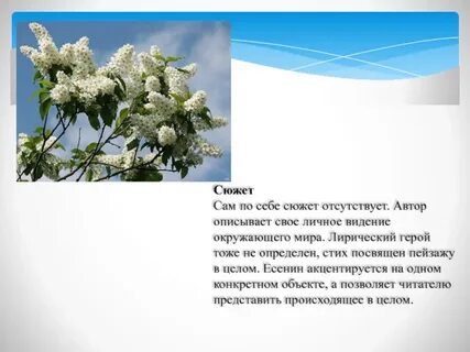 Анализ стихотворения черемуха есенин