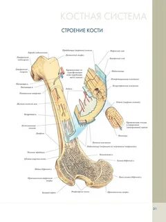 Кость строение