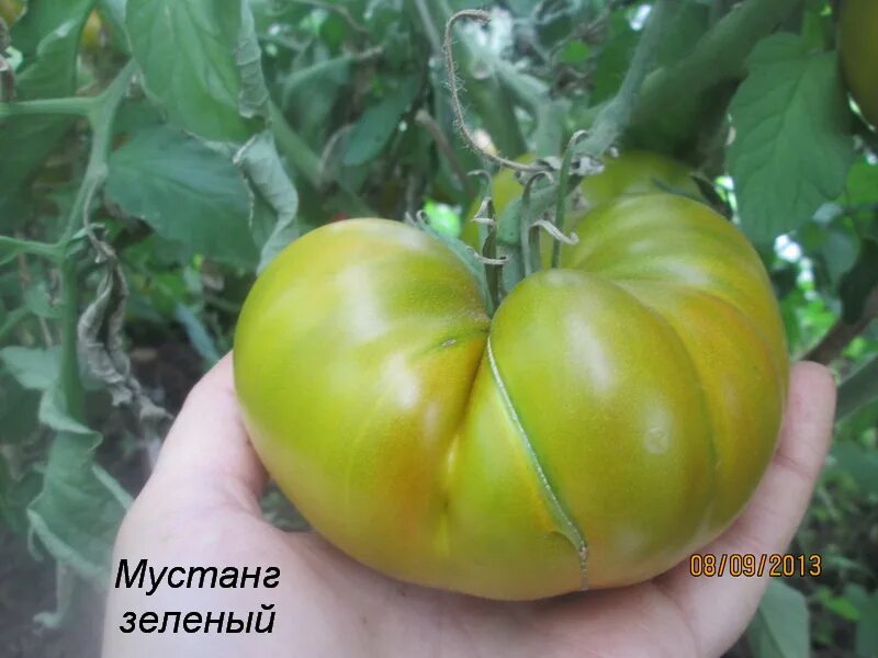 Томат мустанг фото. Томат зеленый Мустанг. Мустанг сорт томатов. Семена зеленых томатов. Томат зеленое сердце Рейнхарда.