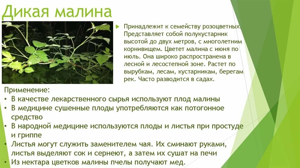 Сообщение о диком растении. Малина описание растения. доклад растения 2 класс малина. сообщение о кустарнике малине. кустарник малина описание для детей 2 класса.