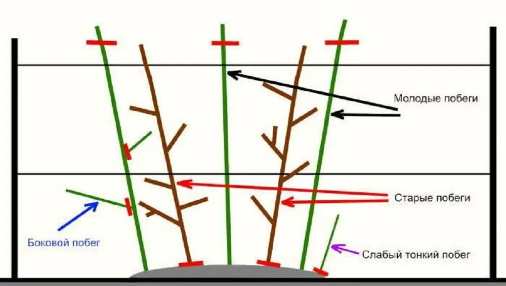 Обрезка малины весной схема. Схема обрезки ремонтантной малины весной. Обрезка ремонтантной малины схема. Обрезка ремонтантной малины осенью схема. Подрезка малины весной