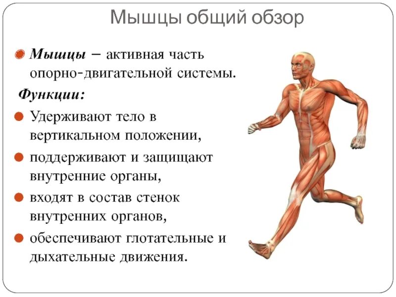 Работа скелетных мышц человека