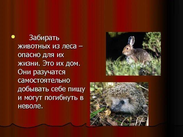 Животные опасные для человека проект Животные и наша безопасность