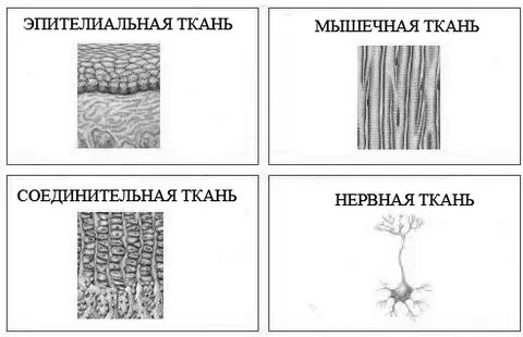 Типы тканей человека рисунок