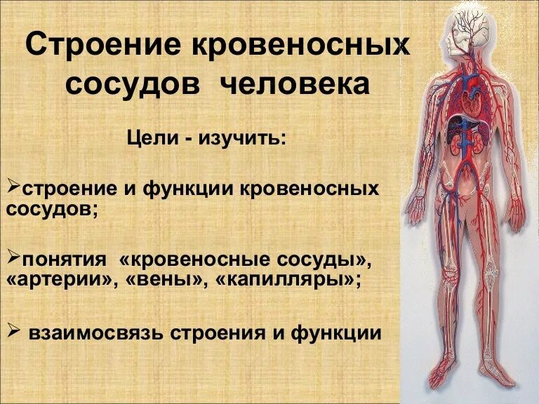 Какие особенности строения артерии. Кровеносные сосуды человека. Строение сосудов человека. Кровеносная система человека анатомия. Строение сосудов кровеносной системы человека.