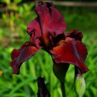 Iris forge