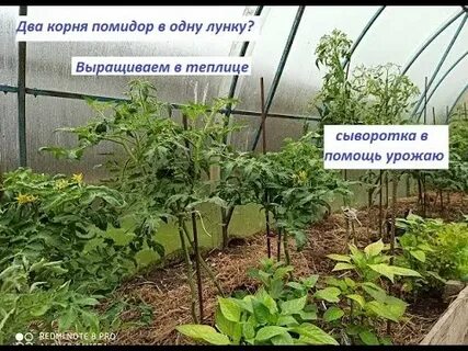 Посадка помидор в теплице по 2 штуки