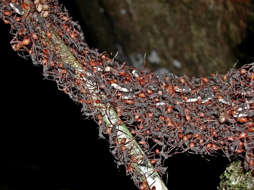 Большой муравейник. Муравьиный бивуак. Бивуак кочевых муравьев. Кочевые муравьи Муравейник. Муравьиное гнездо муравьев кочевников.