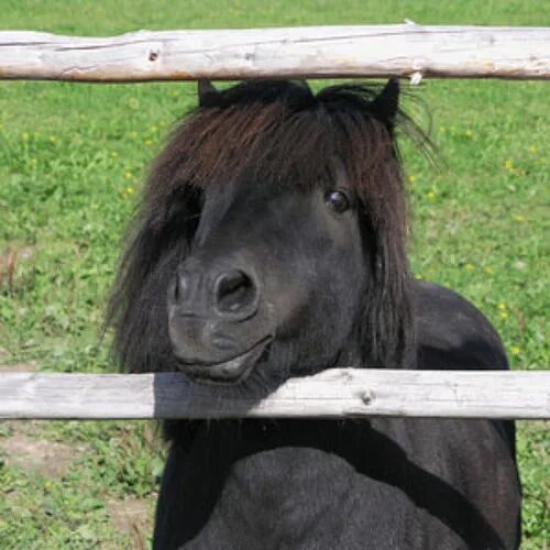 К чему снится пони. Исландский пони. Черный пони фото. К чему снится пони лошадка. Пони исландский рыжий.