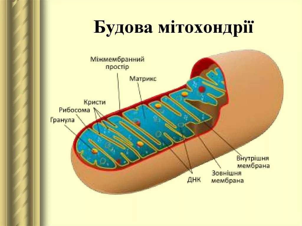 Митохондрии имеют строение. Мітохондрія. Наружная мембрана митохондрий имеет выросты которые называются. Строение митохондрии на листке. Из чего состоит митохондрия клетки.