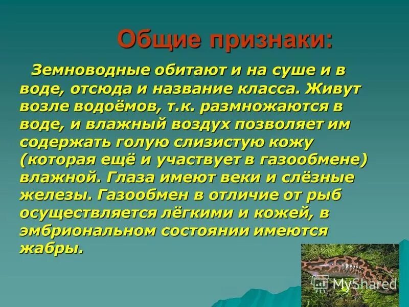 Отряд хвостатые тритон гребенчатый. Земноводные названия. Обыкновенная болотная лягушка. Лягушка прудовая паротиды. Амфибия лягушка.