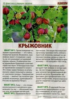 Крыжовник полезные свойства и противопоказания