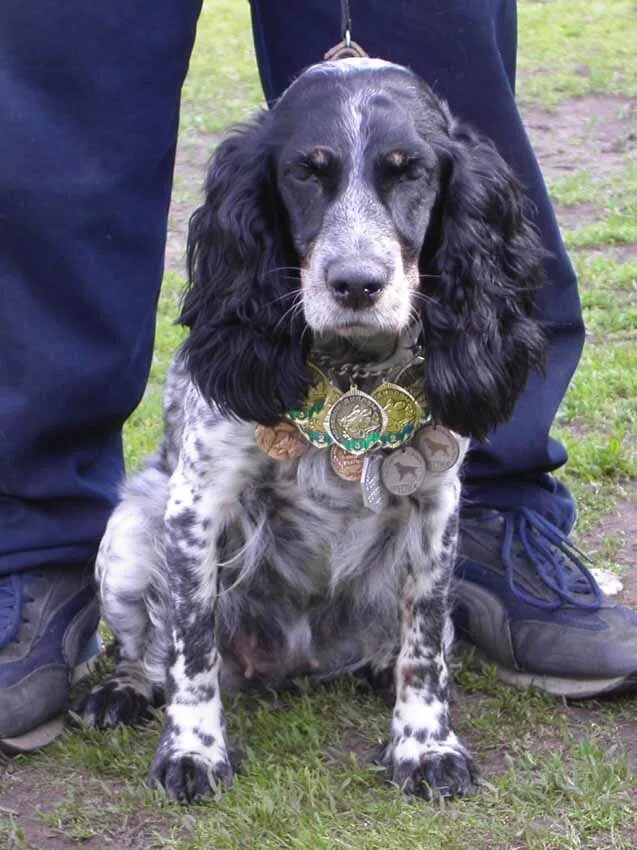 Русский охотничий спаниель размеры. Русский кокер спаниель. Охотничий спаниель русский короткошерский. Русский охотничий спаниель. Русский кокер спаниель черный.