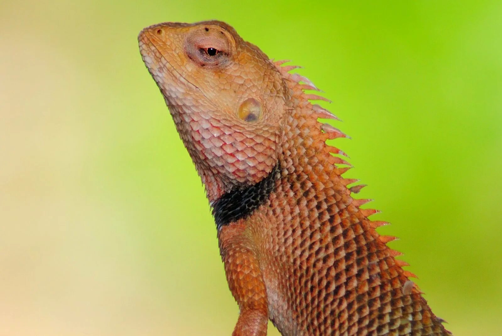 Индийский хамелеон фото. Индийский хамелеон животное. Lizards fun facts.