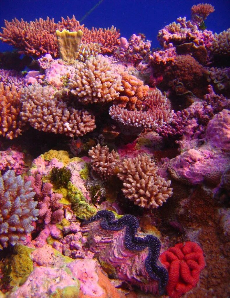 Большая голубая дыра, лайтхаус-риф. Chumbe island. Коралловый риф вид сверху. Коралловый риф в австралии. Коралловые рифы острова.