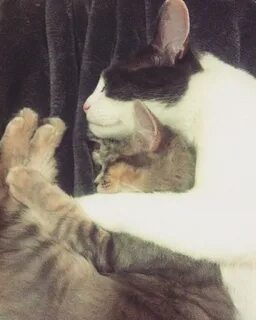 Кот стал папой