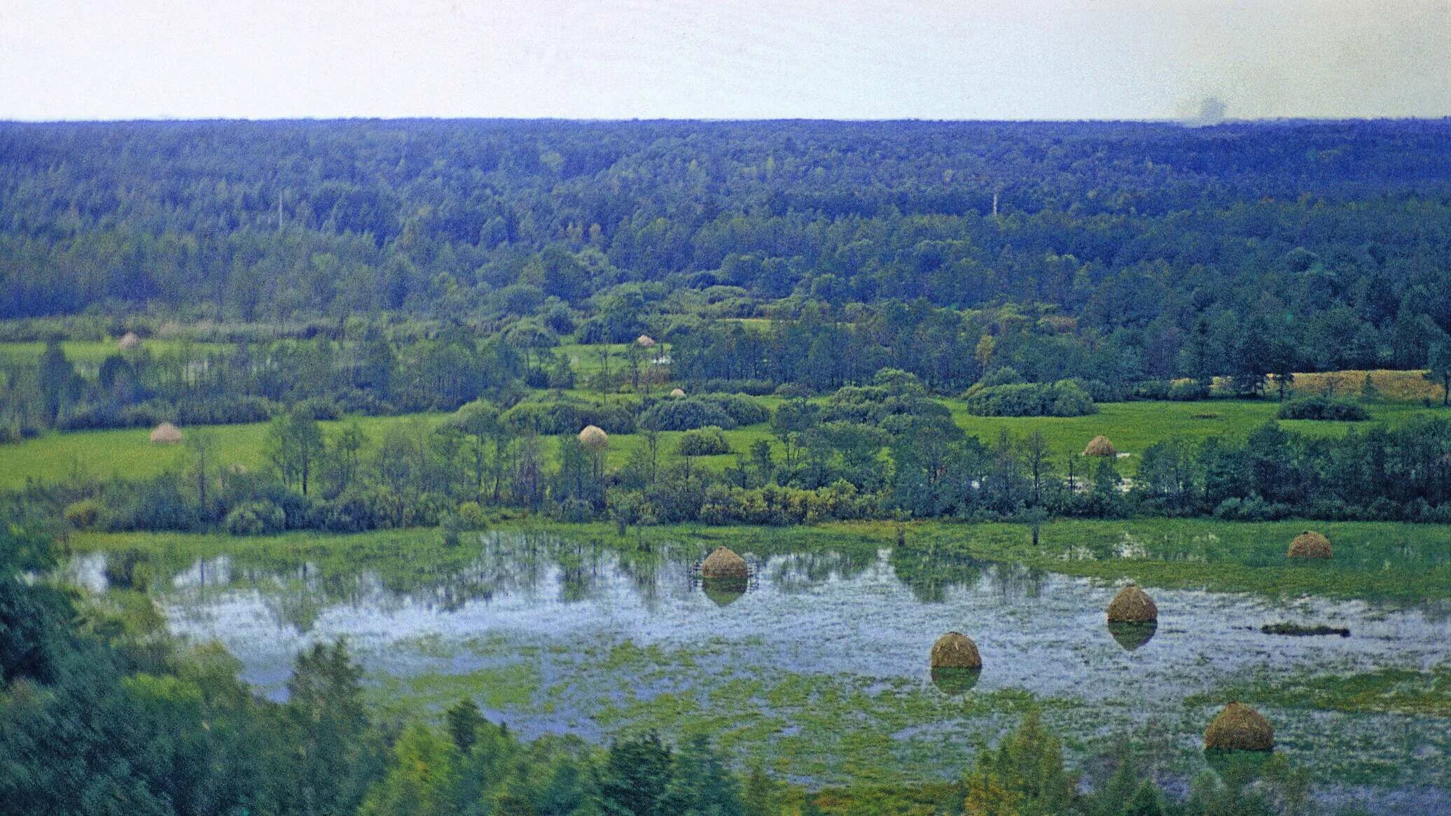 Белоруссия вымершие деревни. Полесье низменность. Полесье природа беларусь. Гомельское полесье. Полесье гомельская область.