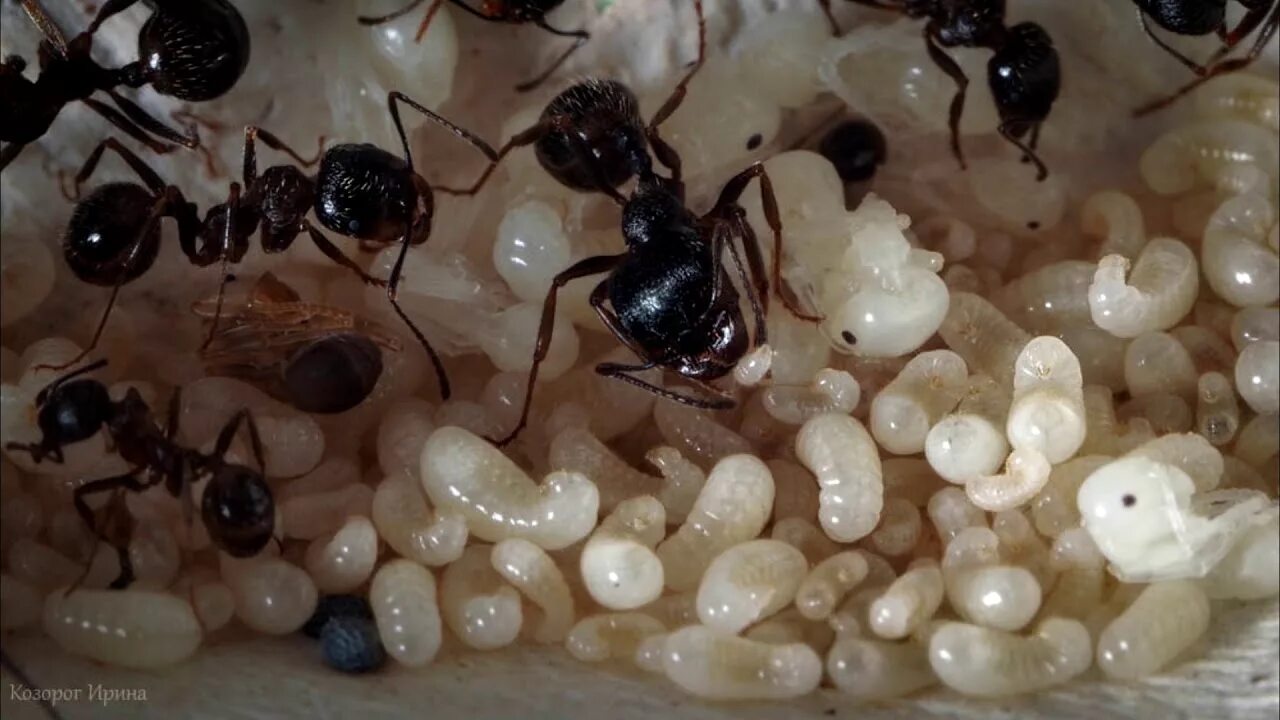Какое развитие у муравьев. Личинки муравьёв жнецов. Муравьиные яйца. Личинки муравьёв в муравенике. Муравьиные яйца этапы развития.