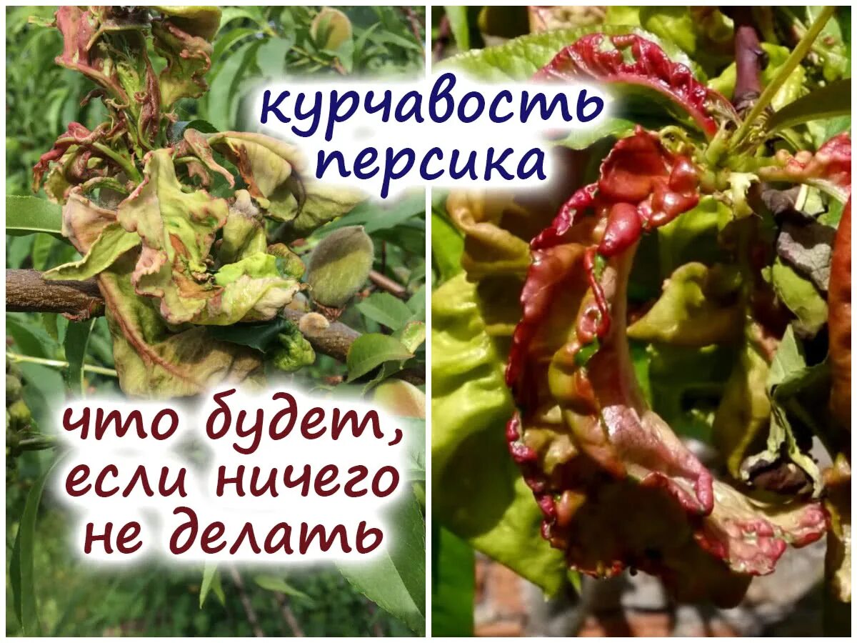 Чем обработать персик от курчавости листьев весной. Курчавость листьев персика. курчавость листьев персика методы борьбы. курчавость персика опрыскивание. курчавость листьев облепихи.