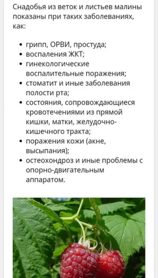 Листья малины свойства и противопоказания