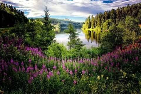 Картинка природа растения