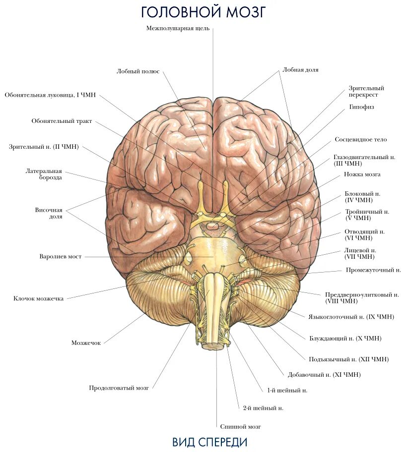 Строение головного мозга спереди. Головной мозг сбоку анатомия. Строение головного мозга снизу. Нервная система латынь